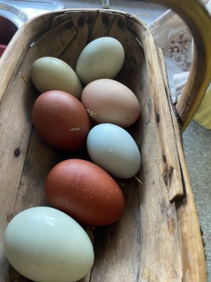 Ward House Farm Ellel Eggs